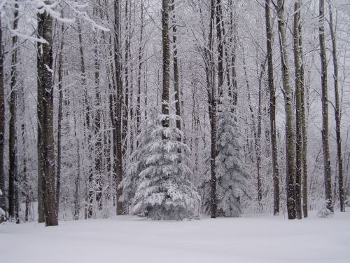 Žiema, Maine, Sniegas, Kraštovaizdis, Šaltas
