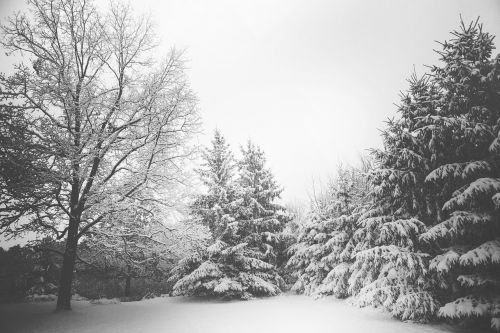 Žiema, Sniegas, Šaltas, Medžiai, Gamta, Kalėdos, Miškai