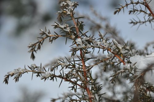 Žiema, Sniegas, Šaltis, Augalas, Gamta