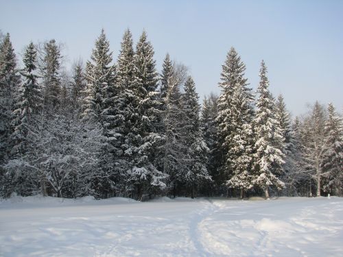 Žiema, Miškas, Šaltis, Sniegas, Žiemos Miškas, Pušis, Kraštovaizdis, Rusija, Gamta, Dangus, Medžiai
