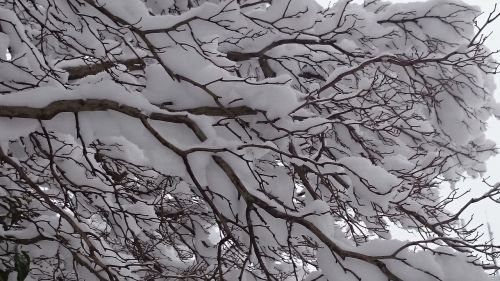 Žiema, Sniegas, Medis, Balta, Pūkas, Gražus, Www, Žiemos Svajonė, Šaltas Sezonas, Pasakos Žiema, Linksmų Kalėdų, Temperatūra, Žiemos Nuotrauka, Atmosfera, Sveikinimai, Stalinis Kompiuteris, Hdr, Magija, Šaltis, Figūra, Bokeh, Kalėdų Tema