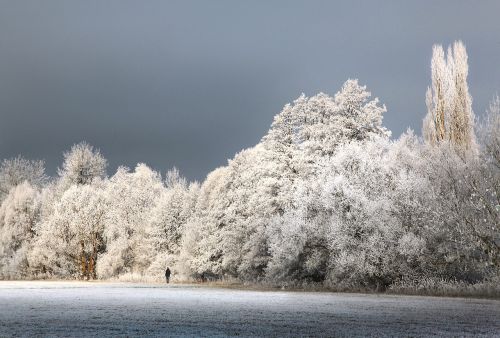 Žiema, Auskaras, Žiemą, Šaltis, Gamta, Sniegas, Šaltas, Medžiai