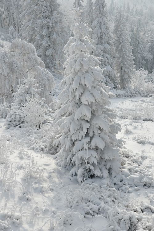 Žiema, Sniegas, Balta, Miškas, Medis, Vaizdas, Ramybė, Kraštovaizdis, Gamta, Snieguotas, Grožis