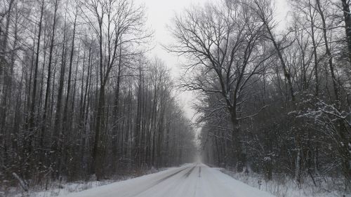 Žiema, Kelias, Miškas, Sniegas, Spacer, Tyla, Snieguotas Medis