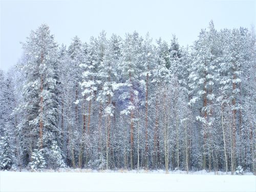 Žiema, Miškas, Suomių, Gamta, Medis, Sniegas, Pušynas