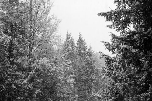 Žiema, Medžiai, Dangus Baltas, Kraštovaizdis, Juoda Ir Balta, Sniegas, Šaltas, Sniegas, Gamta