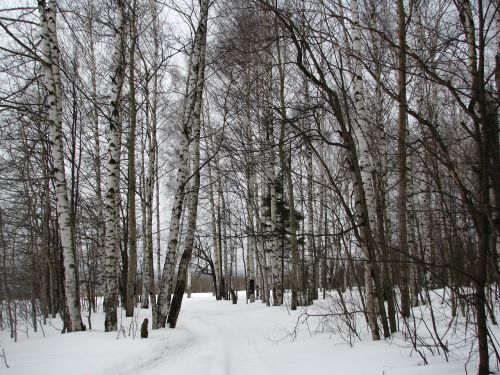 Žiema, Miškas, Beržas, Šaltis, Žiemos Miškas, Sniegas, Kraštovaizdis, Gamta, Bobutė, Medžiai, Rusija, Vaikščioti, Istorija, Takas, Sniego Krizė, Tyla, Beržo Miškas, Grožis