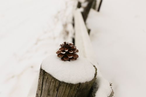 Žiema, Pinecone, Gamta, Sniegas, Tinklelis