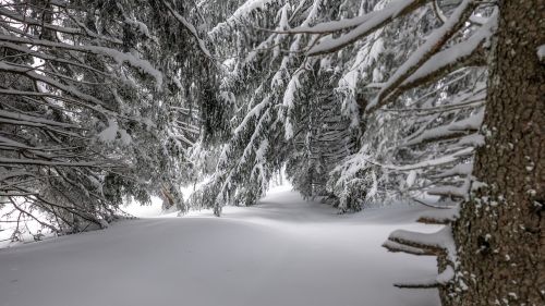 Žiema, Sniegas, Šaltis, Šaltas, Sušaldyta, Mediena, Gamta