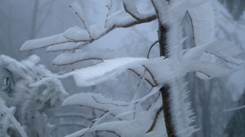 Žiema, Priroda, Sniegas, Rūkas, Apledėjimas, Slovakija