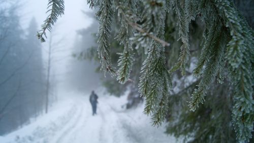 Žiema, Miškas, Sniegas, Slovakija