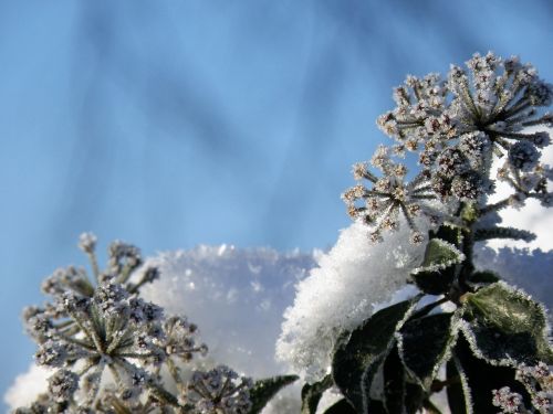 Žiema, Medis, Šaltis, Lauke, Gėlė, Sniegas, Gamta, Sušaldyta