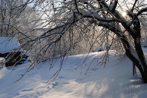 Žiema, Sniegas, Medis, Šaltai, Leann, Sušaldyta, Gamta, Oras, Snowdrift, Vaizdingas