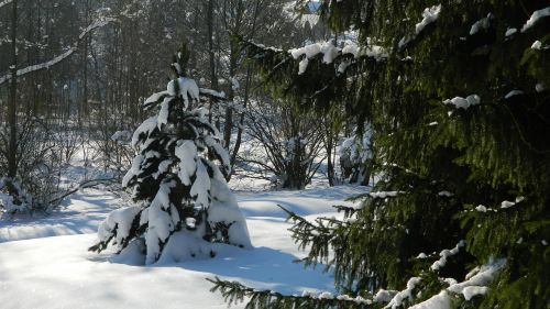 Žiema,  Sniegas,  Medis,  Gamta,  Balta,  Snieguotas,  Be Honoraro Mokesčio