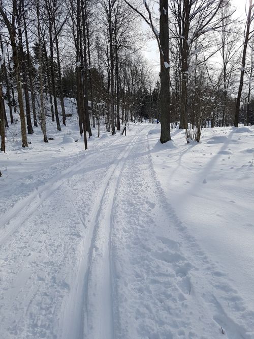 Žiema,  Sniegas,  Šaltas,  Šaltis,  Be Honoraro Mokesčio