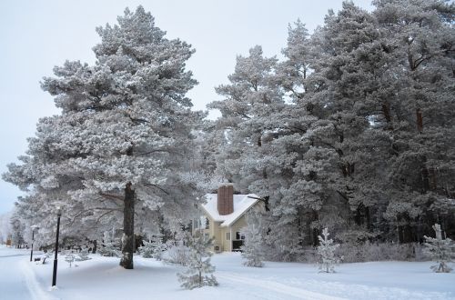 Žiema,  Sniegas,  Leann,  Šaltai,  Mediena,  Medis,  Sušaldyta,  Kraštovaizdis,  Oras,  Snowdrift,  Gamta,  Namas,  Šaltas,  Šaltis,  Balta,  Miškas,  Medžiai,  Kelio Pusė,  Vėjas,  Rusija,  Jaroslavlis,  Be Honoraro Mokesčio