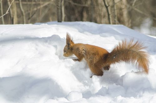 Žiema,  Sniegas,  Šaltai,  Leann,  Sušaldyta,  Lauke,  Gamta,  Mediena,  Medis,  Ledas,  Blizzard,  Snowdrift,  Sezonas,  Žinduoliai,  Niekas,  Gyvoji Gamta,  Vienas,  Gyvūnai,  Oras,  Ledinis,  Be Honoraro Mokesčio