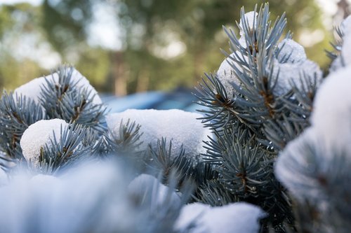 Žiemos,  Medis,  Sezonas,  Kalėdų,  Sniegas,  Tapetai