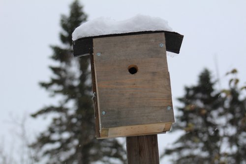 Žiemos,  Mediena,  Lauke,  Sniegas,  Birdhouse