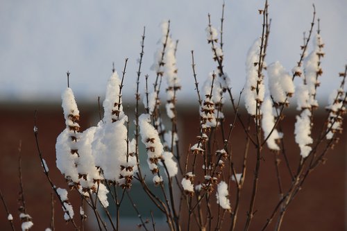 Žiemos,  Augalų,  Sniegas,  Šaltis