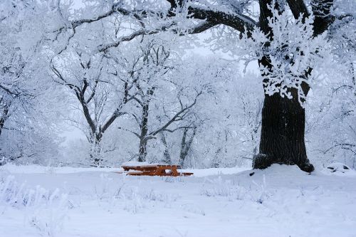 Žiema, Šaltas, Sniegas, Uppsala, Švedija, Ledo Kristalai, Medis, Gamta, Kavos Stalelis