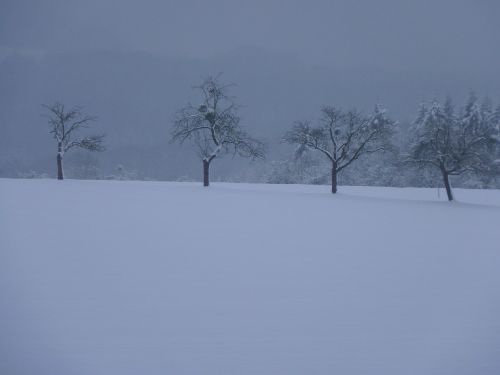 Žiema, Medžiai, Kraštovaizdis