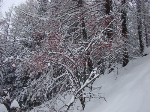 Žiema, Gamta, Medis, Miškas