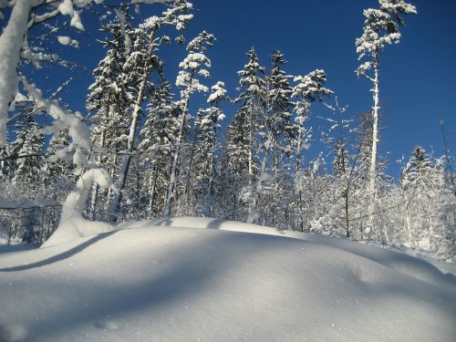 Žiema, Sniegas, Medis, Gamta, Miškas, Kraštovaizdis
