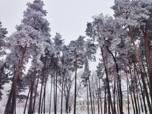 Žiema, Schnee, Bäume