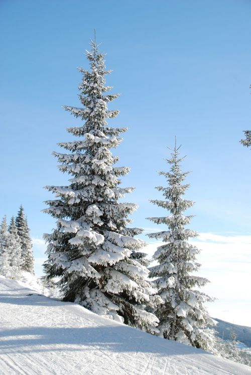 Žiema, Sniegas, Medis, Den, Kalėdų Eglutė