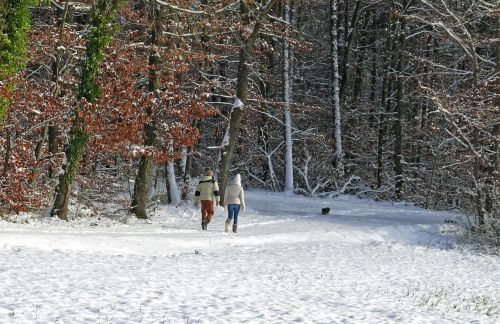 Žiema, Sniegas, Medžiai, Miškas, Šaltas, Žmogus, Vaikščioti