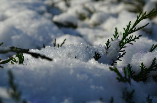 Žiema, Sniegas, Krūmas, Žalias