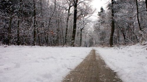 Žiema, Sniegas, Toli, Žiemą, Miškas