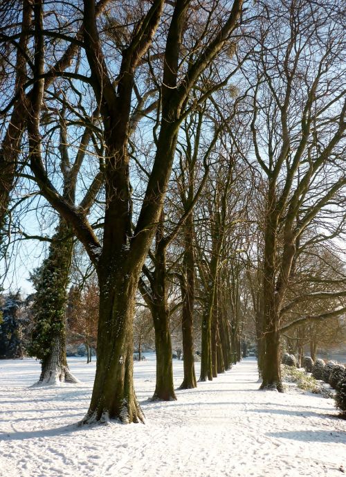 Žiema, Sniegas, Medžiai, Medžio Pamušalas, Parkas, Ratingen