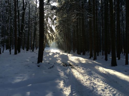 Žiema, Miškas, Sniegas