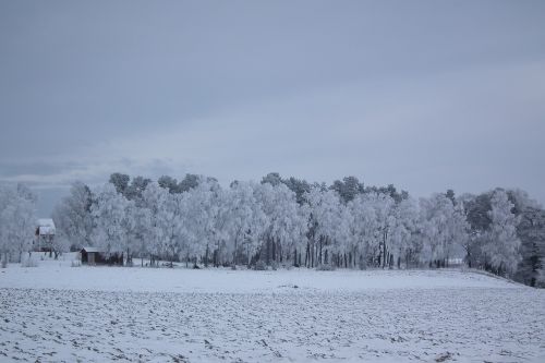 Žiema, Medis, Gamta, Peizažai, Švedija, Sniegas