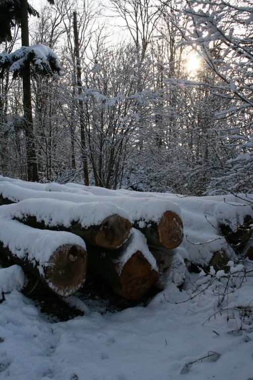 Žiema, Miškas, Sniegas