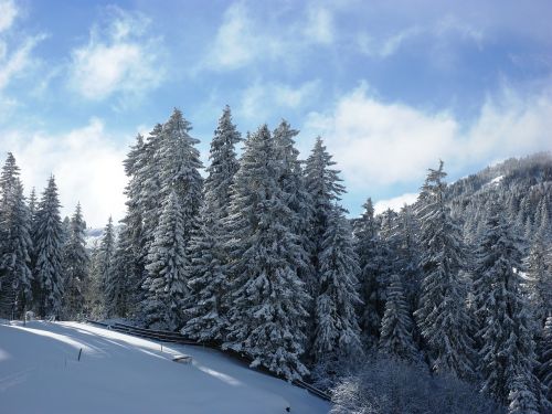 Žiema, Sniegas, Žiemą, Šaltas, Kraštovaizdis, Snieguotas, Žiemos Šaltis, Šveicarija, Graubünden, Parpan, Gamta, Medžiai, Balta, Žiemos Diena