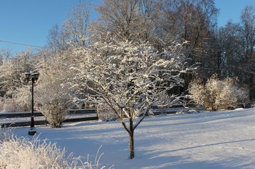 Žiema, Uppsala, Šaltas, Snieguotas, Sniegas, Gamta