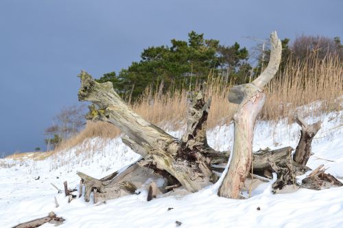 Žiema, Gamta, Papludimys, Baltijos Jūra