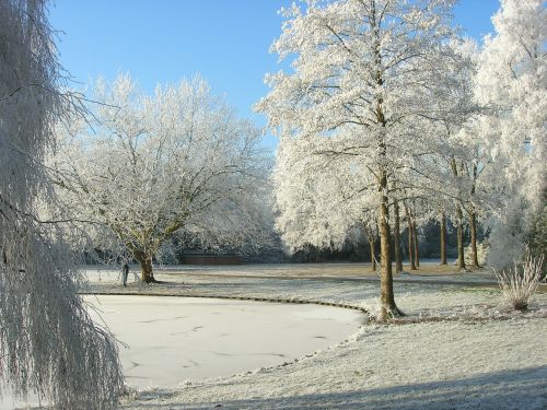 Žiema, Kalėdos, Naujieji Metai, Medžiai, Parkas, Šaltas