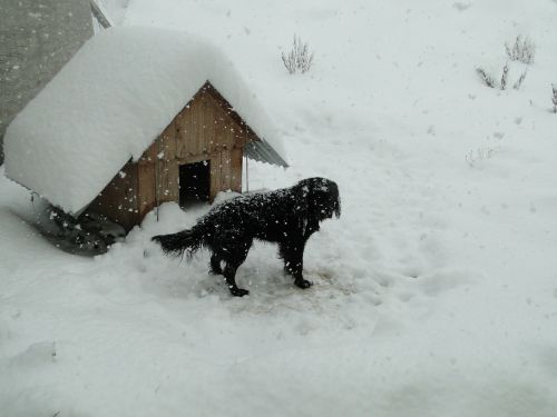 Žiema, Sniegas, Patagonia, Šuo