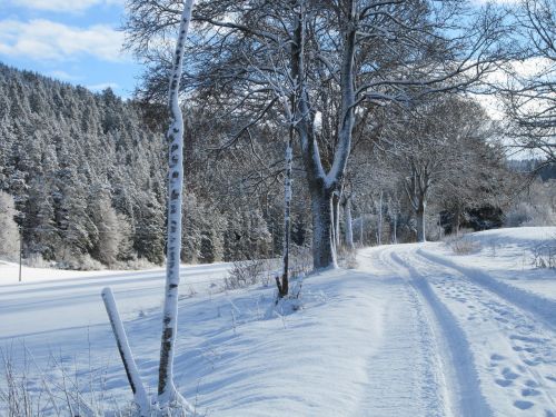 Žiema, Sniegas, Medis