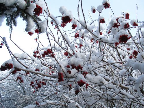 Žiema, Sniegas, Šaltis, Vaisiai, Rowan, Gamta, Biel, Kraštovaizdis, Medis, Lenkija, Balta