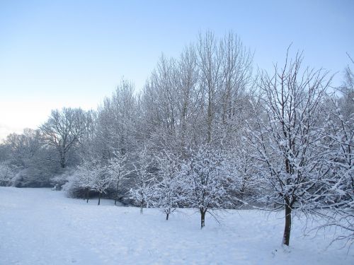 Žiema, Medis, Parkas, Sniegas, Kraštovaizdis, Gamta, Lenkija, Vaizdas, Balta