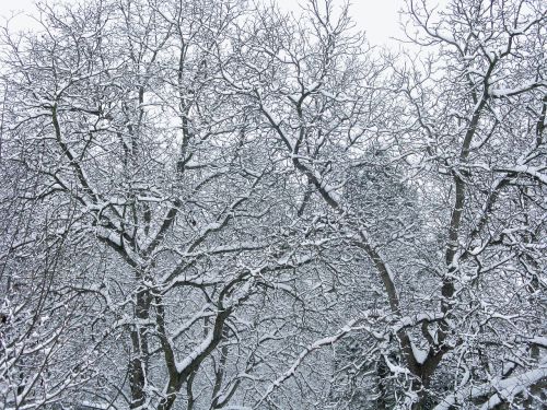 Žiema, Sniegas, Medis, Šaltis, Snieguotas, Sušaldyta, Gamta