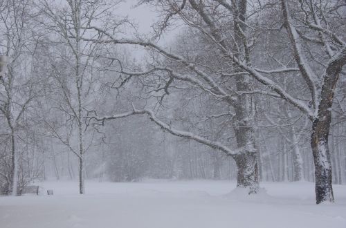Žiema, Estonia, Sniegas, Sniegas, Gamta, Parkas