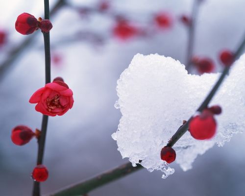 Žiema,  Sniegas,  Hambaknun,  Camellia Gėlė