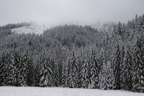 Žiema,  Balta,  Miškas,  Sniegas