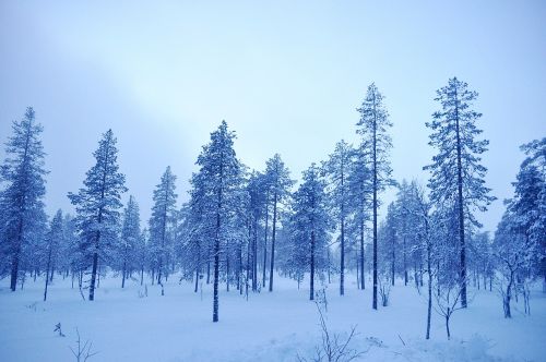 Žiema,  Švedija,  Šaltas,  Gamta,  Sniegas,  Medis